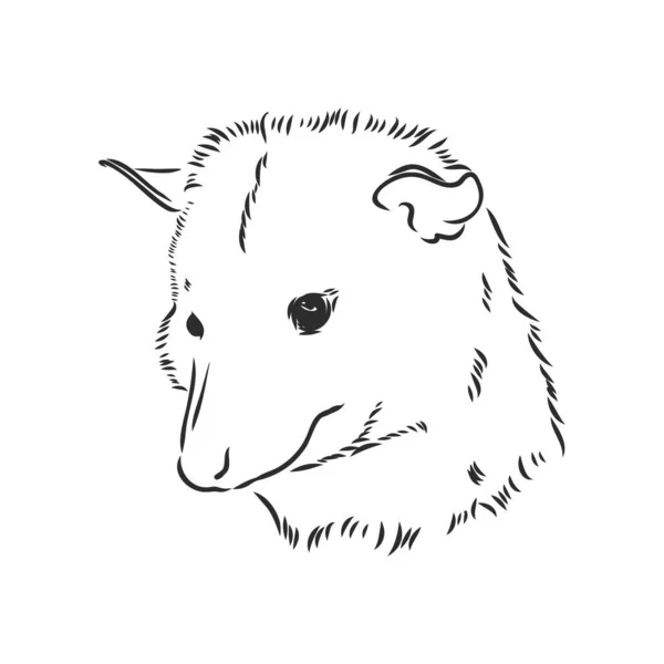 Croquis vectoriel opossum museau opossum illustration vectorielle — Image vectorielle