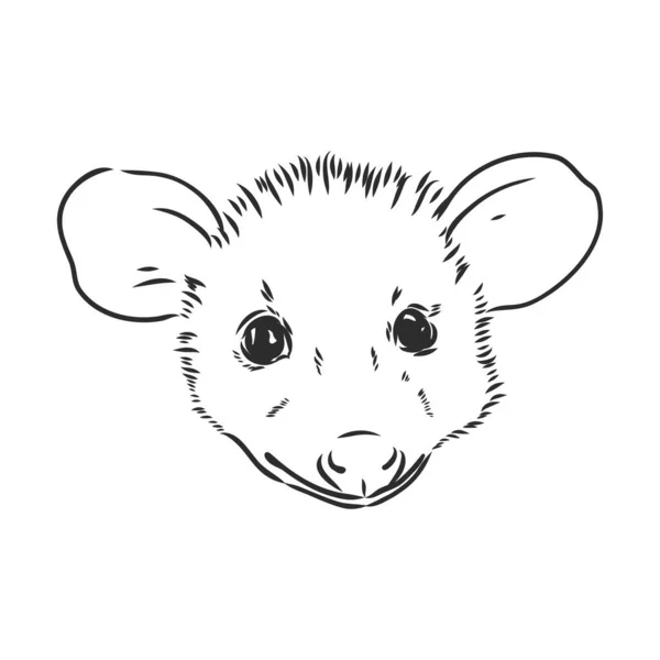 벡터 스케치 주머니쥐 주머니쥐 벡터 삽화 — 스톡 벡터