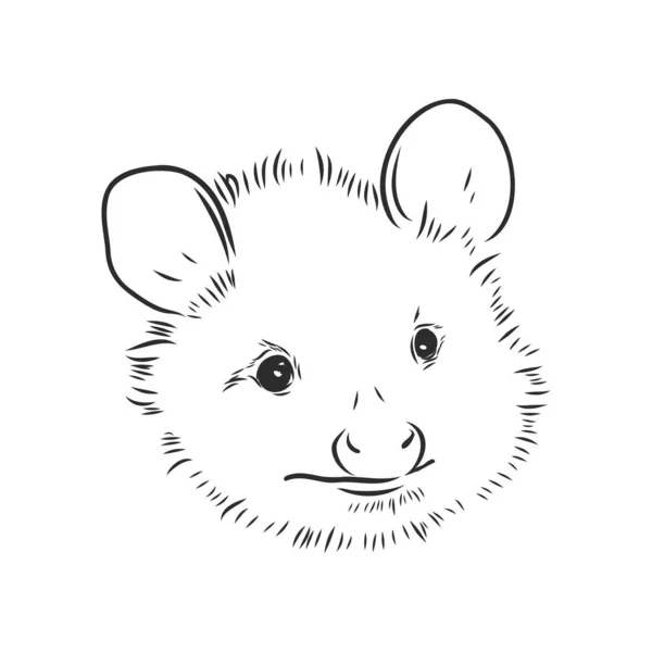 Vektor skiss possum mynning possum vektor illustration — Stock vektor