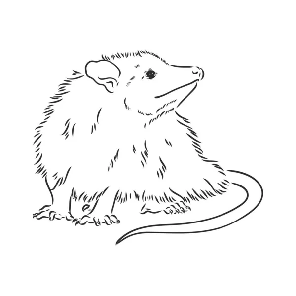 Schiță vectorială opossum botul opossum vector ilustrație — Vector de stoc