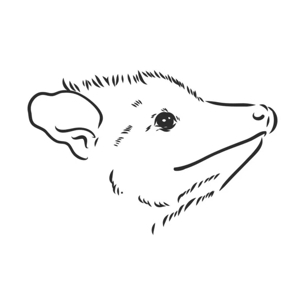 Croquis vectoriel opossum museau opossum illustration vectorielle — Image vectorielle