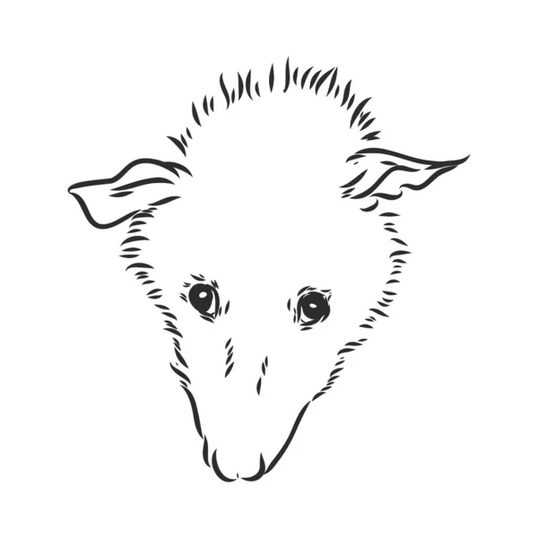 Croquis vectoriel opossum museau opossum illustration vectorielle — Image vectorielle