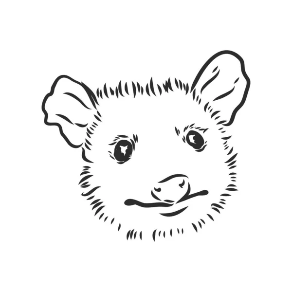 Illustrazione vettoriale del vettore del opossum del muso dell'opossum dello schizzo vettoriale — Vettoriale Stock