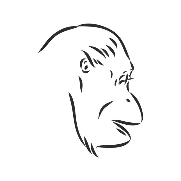 Imagen vectorial de un chimpancé sobre fondo blanco — Vector de stock