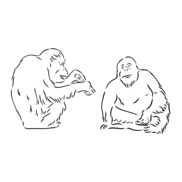 Beyaz arkaplanda bir şempanzenin vektör görüntüsü — Stok Vektör