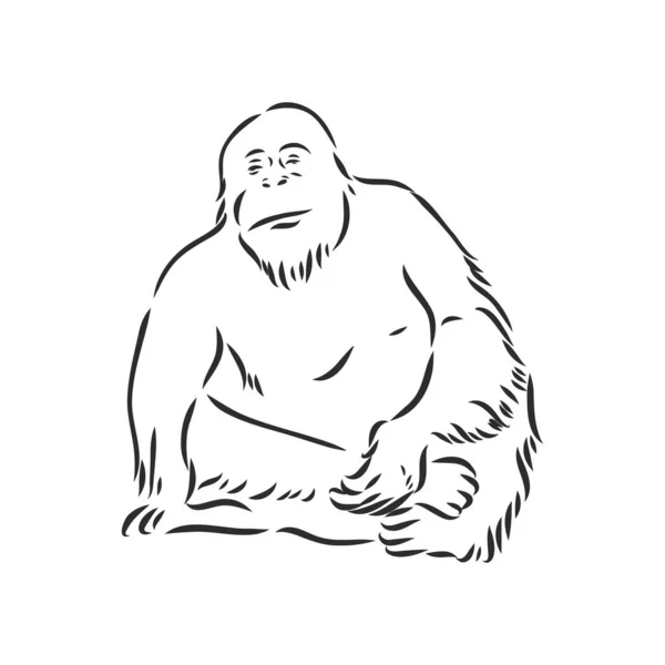 Imagen vectorial de un chimpancé sobre fondo blanco — Archivo Imágenes Vectoriales