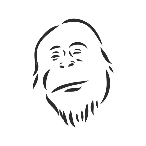 Vectorafbeelding van een chimpansee op witte achtergrond — Stockvector