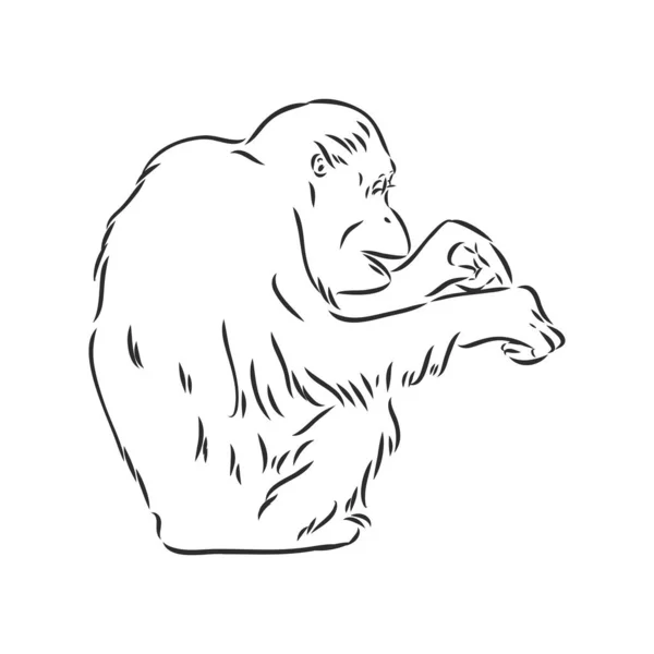 Imagen vectorial de un chimpancé sobre fondo blanco — Archivo Imágenes Vectoriales