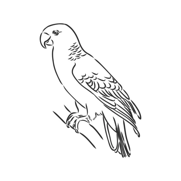 Papuga tropikalna i głowa ptaka zarys wektora czarno-białego — Wektor stockowy