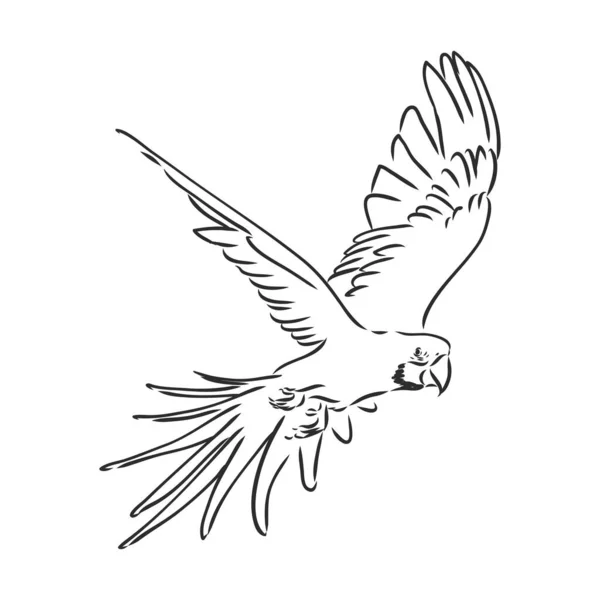 Perroquet tropical et tête d'oiseau contour vectoriel noir et blanc — Image vectorielle