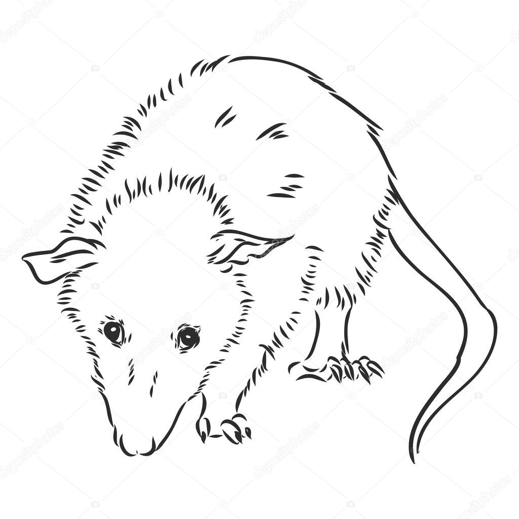 Vector sketch possum muzzle possum vector sketch