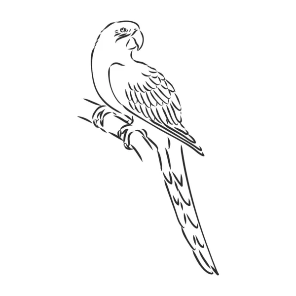 Perroquet tropical et tête d'oiseau contour vectoriel noir et blanc — Image vectorielle