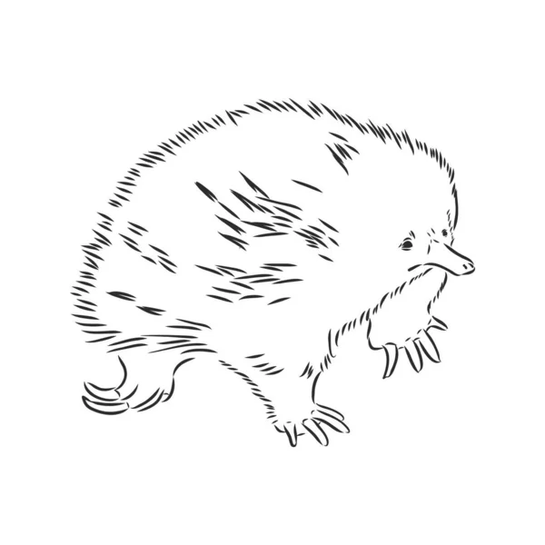 Echidna, australische Tier lineare handgezeichnete Illustration. Vektor. — Stockvektor