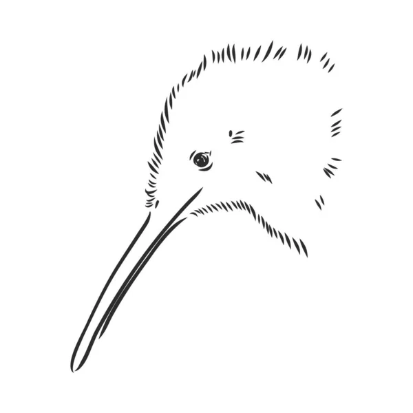 Dibujado a mano, boceto, ilustración de dibujos animados de kiwi — Vector de stock