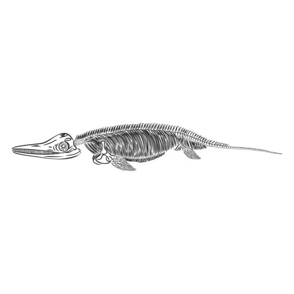 Grafikus krokodil csontváz elszigetelt fehér, vektor vázlatos illusztráció — Stock Vector