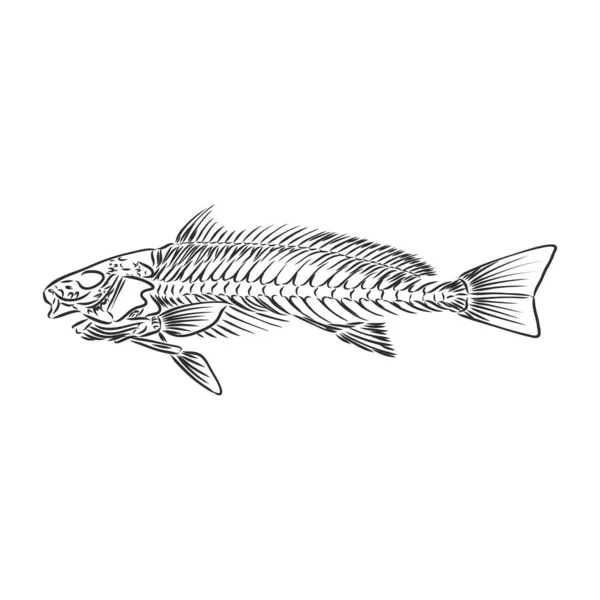 Ručně kreslené rybí kostry fosilní, vektorové ilustrace — Stockový vektor