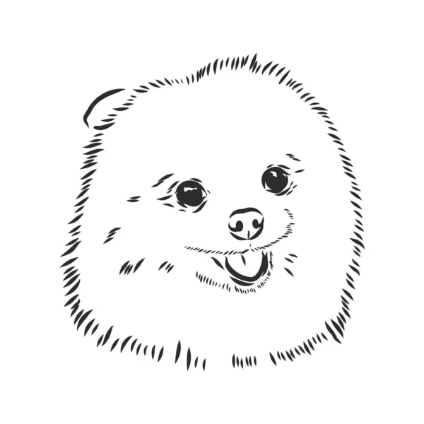 Alemão Spitz. Cão da Pomerânia. mão desenhada. Ilustração vetorial — Vetor de Stock