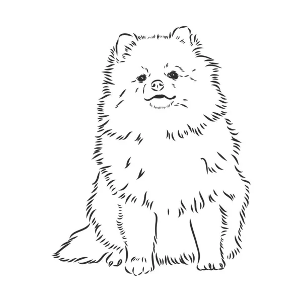 German Spitz. Perro Pomerania. dibujado a mano. Ilustración vectorial — Archivo Imágenes Vectoriales