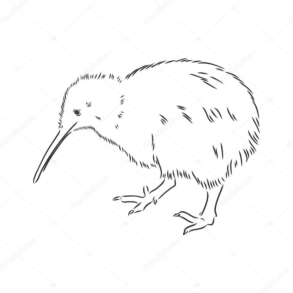 Hand drawn, sketch, cartoon illustration of kiwi. kiwi bird vector sketch