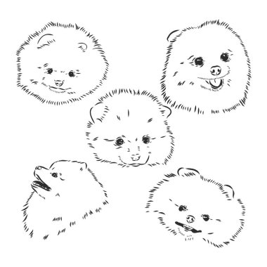 Beyaz arka plan tükürük vektör çizimine izole edilmiş Pomeranian köpek cinsinin siyah beyaz çizimi