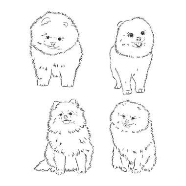 Beyaz arka plan tükürük vektör çizimine izole edilmiş Pomeranian köpek cinsinin siyah beyaz çizimi