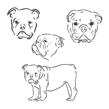 Köpek karakterleri karalama İngiliz bulldog 'u. İzole edilmiş komik hayvanlar.