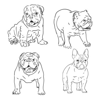 Köpek karakterleri karalama İngiliz bulldog 'u. İzole edilmiş komik hayvanlar.