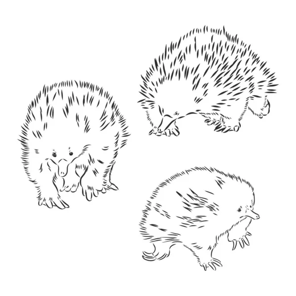 Handritade djur Echidna handritade vektor monokrom skiss doodle.Tatuering, totem, färg sida. — Stock vektor