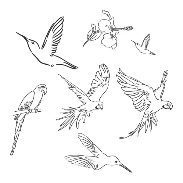 Perroquet tropical et tête d'oiseau contour vectoriel noir et blanc — Image vectorielle