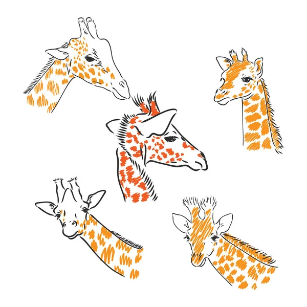 Giraff - isolerad vektor med fläckar giraffvektor — Stock vektor