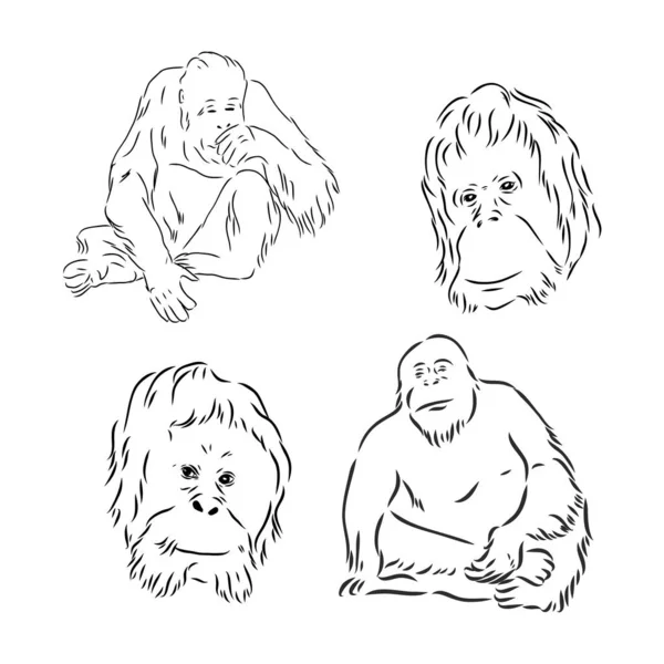Szkic Doodle Rysunek orangutan, doskonała ilustracja wektor, EPS 10 — Wektor stockowy