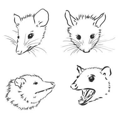 Vektör çizimi keseli sıçan ağzı keseli sıçan vektör illüstrasyonu