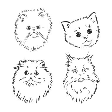 El çizimi Pers kedisi vektör sürümü Pers kedisi vektörü