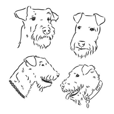 Airedale Teriyer Köpeği. El çizimi. Vektör illüstrasyonu