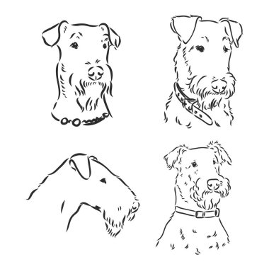 Airedale Teriyer Köpeği. El çizimi. Vektör illüstrasyonu