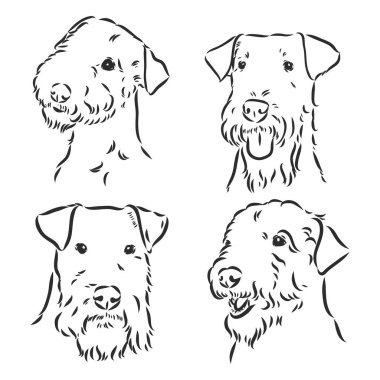Airedale Teriyer Köpeği. El çizimi. Vektör illüstrasyonu
