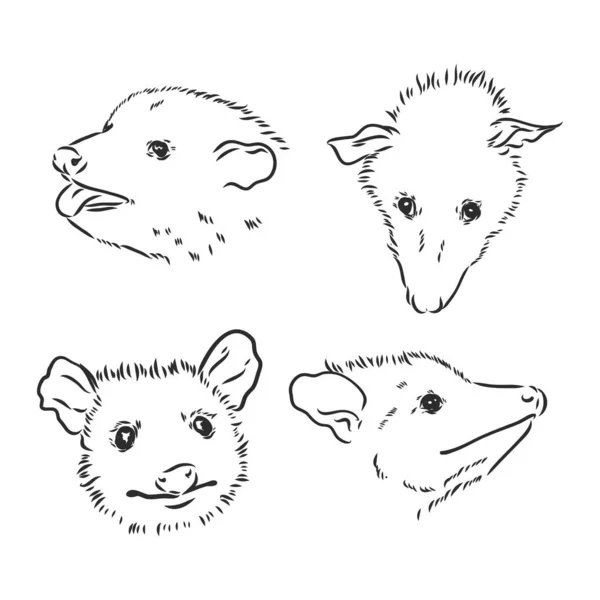 Croquis vectoriel opossum museau opossum illustration vectorielle — Image vectorielle