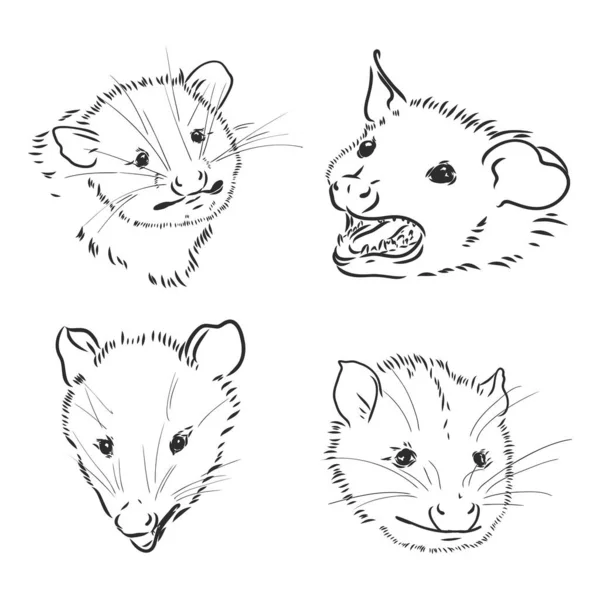 Croquis vectoriel opossum museau opossum illustration vectorielle — Image vectorielle