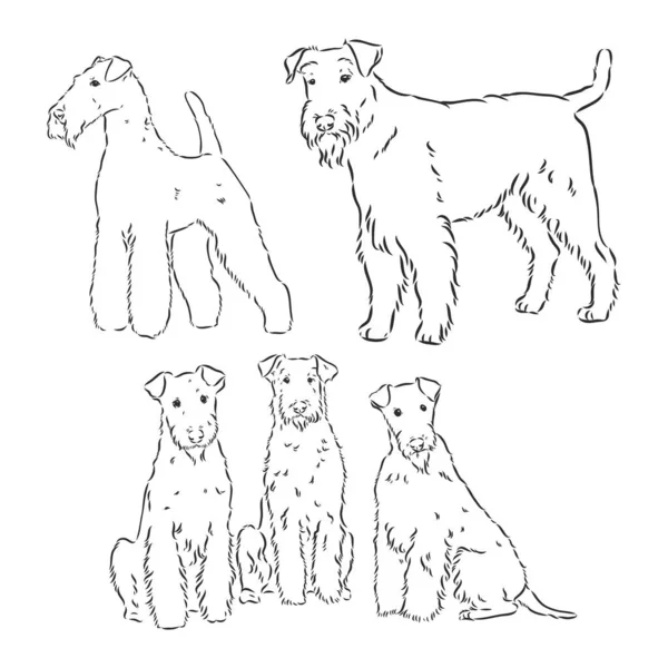 Airedale Terrier Dog. ζωγραφισμένο στο χέρι Εικονογράφηση διανύσματος — Διανυσματικό Αρχείο