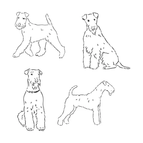 Airedale Terrier Kutya. kézzel rajzolt. Vektorillusztráció — Stock Vector