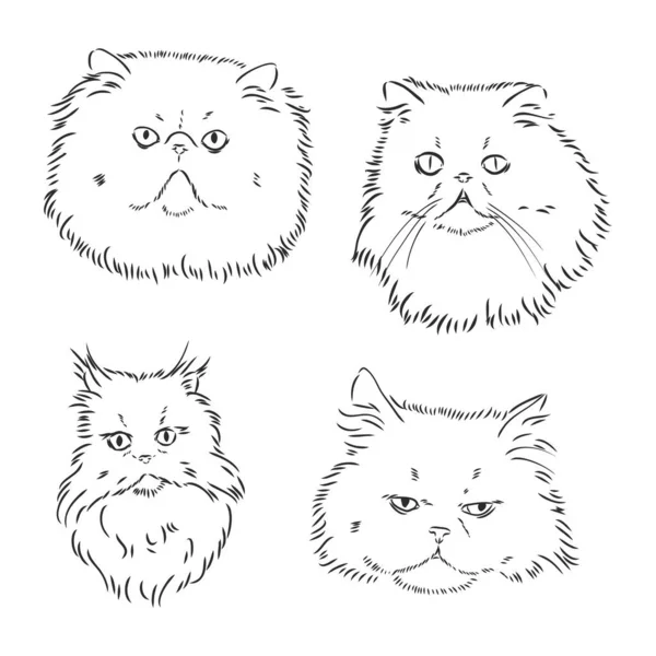 Dibujo a mano Persa gato vector versión Persa gato vector — Archivo Imágenes Vectoriales
