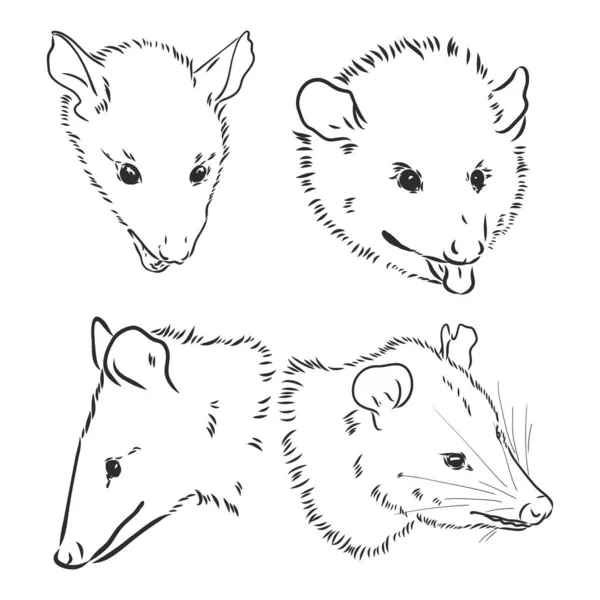 Vektorskizze Possum Maulkorb Possum Vektor Illustration — Stockvektor