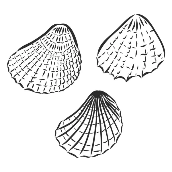 Seashells hand drawn set. Sketch design elements — Stock Vector