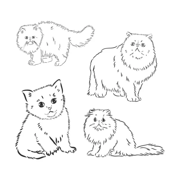 Ruční kresba Perská kočičí vektorová verze perského kočičího vektoru — Stockový vektor