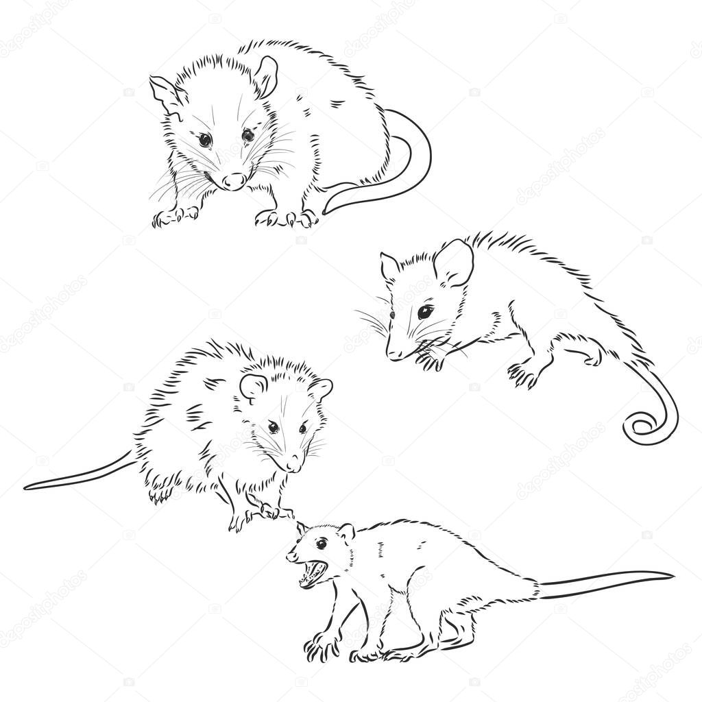 Vector sketch possum muzzle possum vector sketch