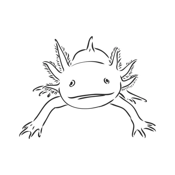 Vector antieke gravure illustratie van axolotl salamander geïsoleerd op witte achtergrond — Stockvector