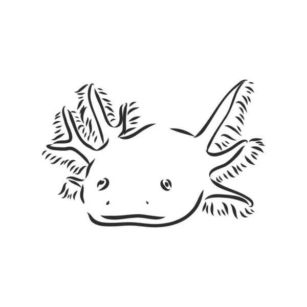 Vektorové antické rytí ilustrace axolotl mloka izolované na bílém pozadí — Stockový vektor