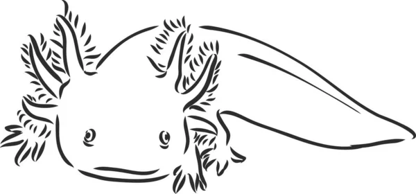 Vetor gravura antiga ilustração de salamandra axolotl isolado sobre fundo branco —  Vetores de Stock