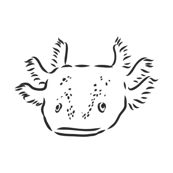 Vetor gravura antiga ilustração de salamandra axolotl isolado sobre fundo branco —  Vetores de Stock