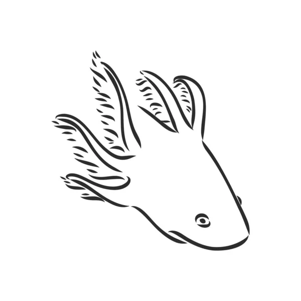 Vector antieke gravure illustratie van axolotl salamander geïsoleerd op witte achtergrond — Stockvector